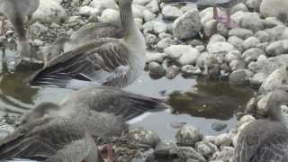 Ducks & others specimens in Hudiksvall's lake, Sweden