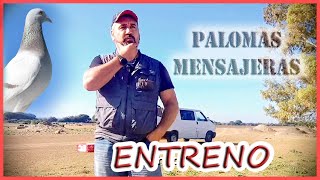 PALOMAS MENSAJERAS.- Entreno Pichones 2023