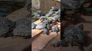 Las tortugas #animals #shortvideo #shorts