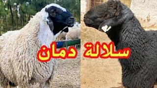 فحل سلالة الدمان الحصل على المرتبة الأولى في المعرض الدولي بمكناس