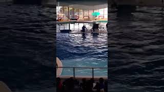 😲🐬Big Dolphin Flip🐬😲#subscribe #viral #youtube #youtubeshorts #nationalaquarium #maryland