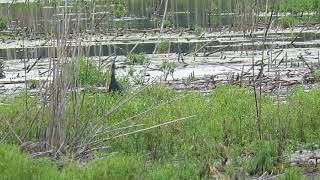 Little Blue Heron