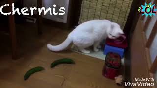 Top Cats Vs. Cucumbers 🔴 Funny Cat Videos Compilation - Gatos Vs. Pepinos !!!!