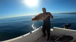 Pesca al vivo de abadejos