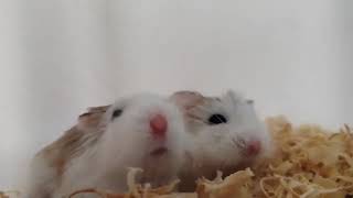 Roborovski - Smallest and Fastest Hamster Specie