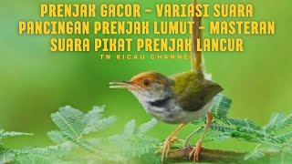 Prenjak lumut Gacor - Variasi suara Pancingan Prenjak Lumut - Masteran Suara Pikat Prenjak Lancur