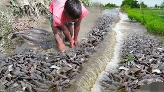 Really very amazing big catfish catching 2022 The best fisherman fishing