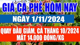 Giá cà phê hôm nay 1/11/2024: quay đầu giảm, cả tháng 10/2024 mất 14.000 đồng/kg