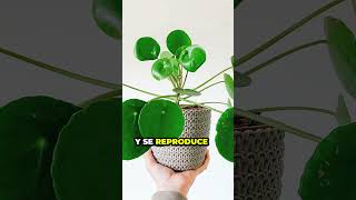 🌿💪 4 Plantas de Interior Ultra Resistentes para tu Hogar:  Parte 3 🌱🏡 Guía Urbangreen