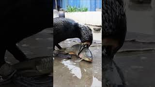 The Great Cormorant | Burung pemakan ikan secara utuh #shorts #animals