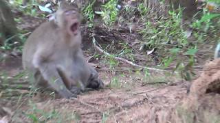 Baby Monkeys and All Monkeys Time To Go Out From The Tree for Finding Together