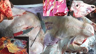 Amazingly everything was taken out of the cow's stomach | Excellent Skill | Beef Cutting