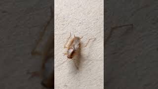 Interesting fact about cockroach | animal facts | Shorts | viral shorts | Hidden secrets