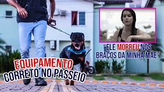 Como ensinar seu cachorro passear sem puxar usando um equipamento correto...  Adestramento