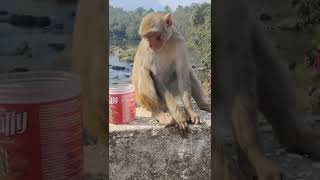 కోతి చేతిలో ఏమి ఉంది 🐒🐒