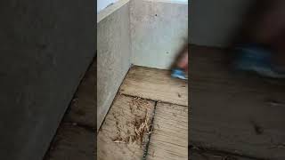 raclage d'un angle sur un parquet chêne massif #parquet #renovation #normandie #bretagne #bois