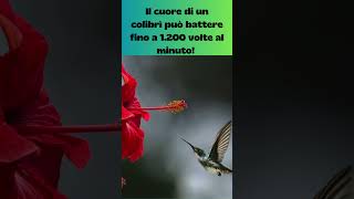 Il mistero del cuore che batte  a 1200 volte al minuto #shorts #curiosità #cute #colibrí