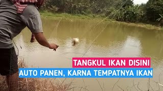 TANGKUL IKAN DI BEKAS KOLAM IKAN TIDAK TERPAKAI JAMIN PANEN || Nets fishing trab