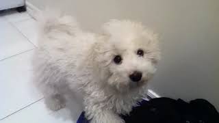 Bichon Frise Puppy