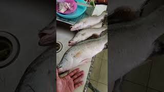 Masak Ikan Barramundi Kakap Putih Maknyus#duniamancingmania #mancingmania #barramundi