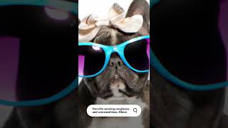 Asking AI for Frenchie wearing a bow and sunglasses. #ai #photography #short