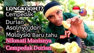 NIKMATI MANISNYA CEMPEDAK DURIAN. LANGKAAH,!? Baru tahu,,,!? Cempedak Durian asal dari Malaysia.