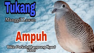 PANCINGAN PERKUTUT LOKAL // TUKANG MANGGIL LAWAN BUNYI AMPUH BIKIN PERKUTUT LANGSUNG NYAUT RIBUT !!