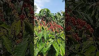 yang sudah di pertahankan yang kurang di perbaiki #robusta #kopirobusta #kopiherbal