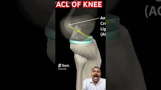 ACL reconstruction