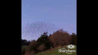 Murmurating Corvids behind Sharpham House