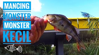 VLOG-13 Mancing monster monster kecil, Baars atau Bass