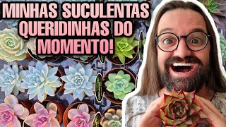 16 SUCULENTAS IMPRESSIONANTES - MINHAS QUERIDINHAS  MOMENTO