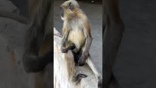 PAA LIYA HAI PYAR TERA !! #old #song #pyar #monkey @goodguideinfo9667