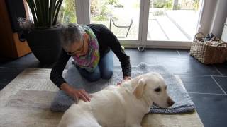 Béatrice Locher - Canine Bowen Therapeutin. Die Behandlung