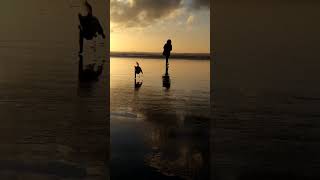 puppy's first time seeing the ocean.