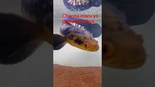 Channa maru ys#channa #ikanbesar #sungaiamazon