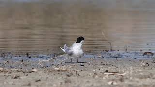 Fraticello, Sternula albifrons, Little tern