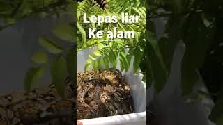 Puluhan ular python di Lepas liarkan ke alam nya❤️#borneo #video #snake #shorts #reticulatuspython