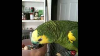 Amazing Blue Front Amazon Parrot Luna Eating Mmmmmm!!!!!