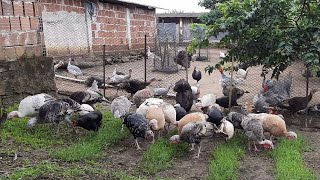 Aves Pastando no Piquete da Grama Bermudas.