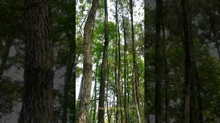 Main Ayunan di hutan Pinus | Enjoy momen in Pines Forest