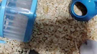 Play Time - Winter White Hamster ( Pair)