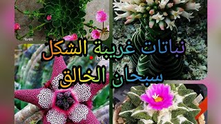 نباتات غريبة الشكل والألوان سبحان الخالق