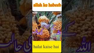 allah ke habeeb ki halat #shorts#short#shortsfeed#trending#viralshorts#shortsvideo#youtubeshort#