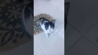 Cat viral video #shorts #ytshorts #viral #Kuddus #trending