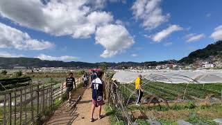 🔴STRAWBERRY FARM in La Trinidad #strawberry #baguiocity #latrinidadbenguet