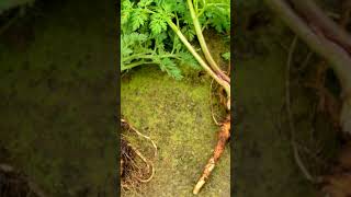 Wild Carrot Roots- The Queen Anne's Lace #roots #health #healthyfood #wellness#nature#naturalremedy