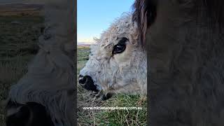 chilling with lulu #cowfie #adopt&visit