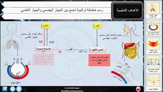 خطاطة تركيبية تجمع بين الجهاز الهضمي والجهاز التنفسي