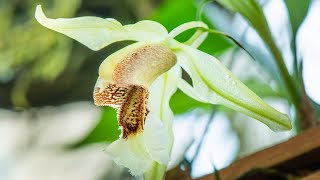 Episode 40 Coelogyne speciosa, Vanda falcata x Vanda coerulea, Restrepia jesupiana